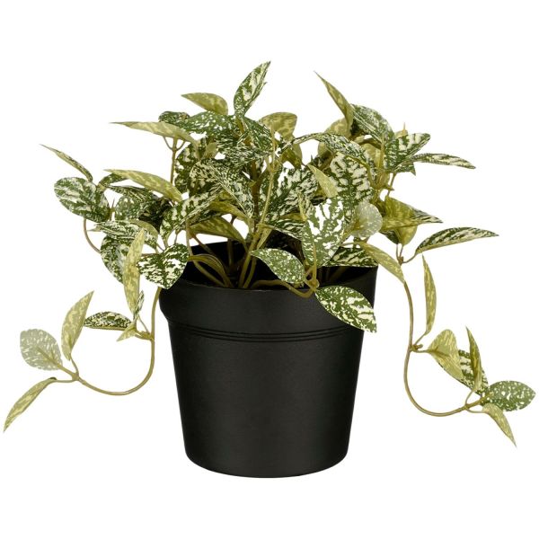 Kunstplant Curone fittonia groen