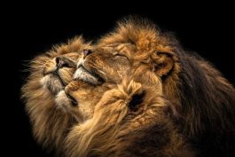 Wanddecoratie IMMAGINI