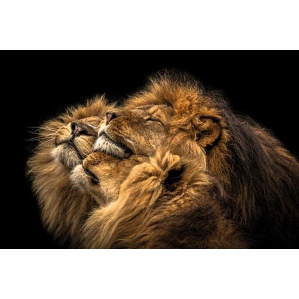 Wanddecoratie IMMAGINI